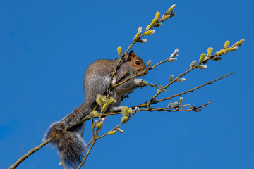 Eastern gray squirrel (Sciurus carolinensis)