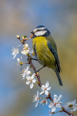 Blue tit (Parus caeruleus) on blackthorn blossom in beautiful sunny day.
