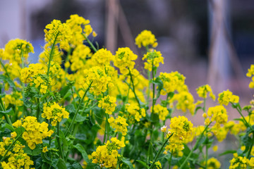 菜の花