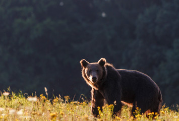 Carpathian brown bear in a forest meadow