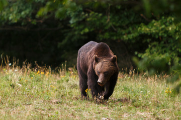Carpathian brown bear in a forest meadow