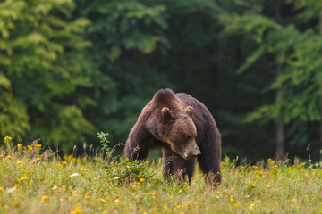 Carpathian brown bear in a forest meadow