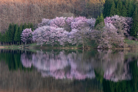 中綱湖の桜 © youreyesonly