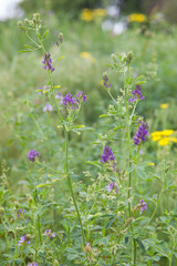 flower, nature, flowers, purple, plant, garden, spring, green, summer, field, lavender, pink, bloom, flora, grass, blossom, meadow, beauty, beautiful, floral, wild, blooming, herb, macro, plants