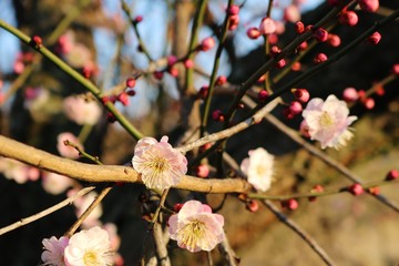 梅の花　春　いい香り　とちぎ