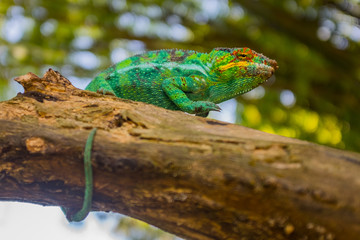 Naklejka na ściany i meble Chameleon sitting on a branch. Madagascar