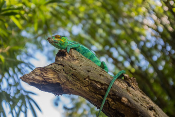 Chameleon sitting on a branch. Madagascar