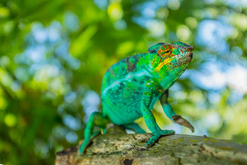 Chameleon sitting on a branch. Madagascar