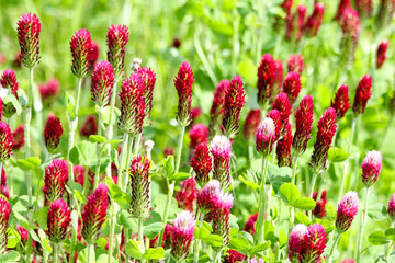 Crimson clover or Italian clover (Trifolium incarnatum) growing in the field for cattle food