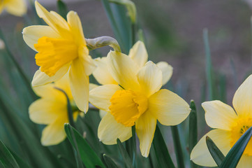 Obraz premium It's spring. Flowers yellow daffodils in the flower bed.