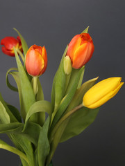 bouquet of tulips on gray background