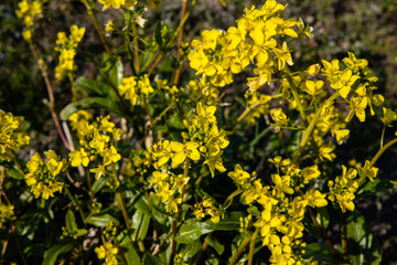 Fototapeta premium 菜の花