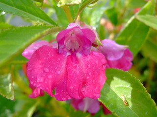  Delicate summer flower. Delicate petals. Bright blooms.