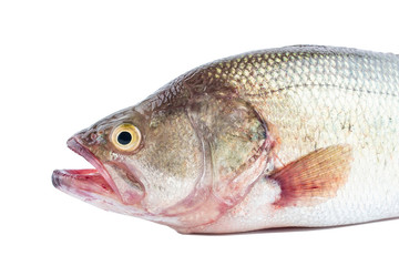 One mouth open squid on white background