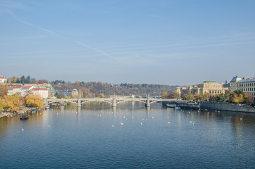 Obraz premium The Vltava river, The Vltava river, Charles bridge and white swans in Prague, Czech Republic in Prague, Czech Republic
