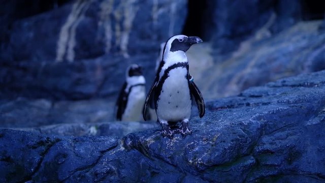 penguin in a zoo