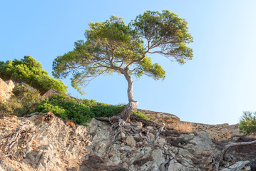 Fototapeta na wymiar Tree over a cliff covered with dry plants and roots in Catalonia Spain