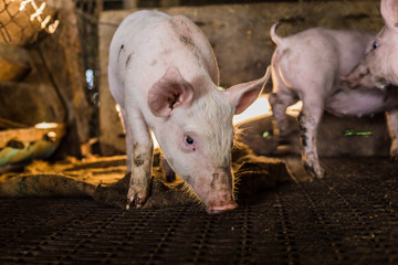 Dirty pig in rural traditional farm