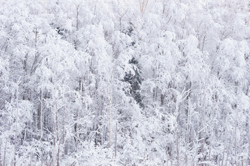 Snow covered trees in winter texture
