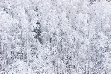 Snow covered trees in winter close up, texture