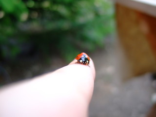 Ladybug is a beautiful little red beetle. Summer.