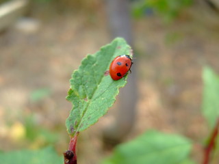 Ladybug is a beautiful little red beetle. Summer.