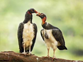 King vulture (Sarcoramphus papa) is a large bird found in Central and South America.