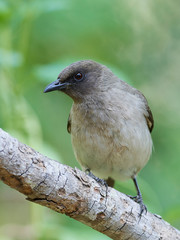 Common Bulbul (Pycnonotus barbatus)