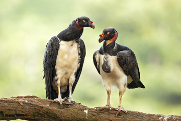 King vulture (Sarcoramphus papa) is a large bird found in Central and South America.