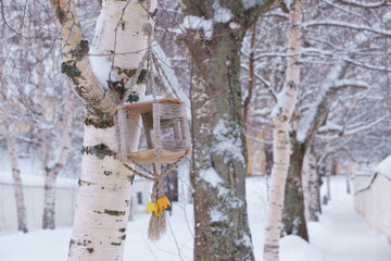 Bird feeder on a tree in winter