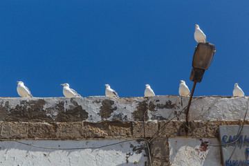 Seagulls on the walls of Essaouira, Morocco