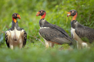 King vulture (Sarcoramphus papa) is a large bird found in Central and South America.
