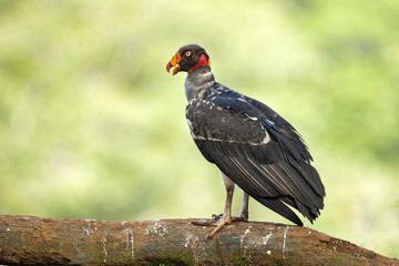 King vulture (Sarcoramphus papa) is a large bird found in Central and South America.