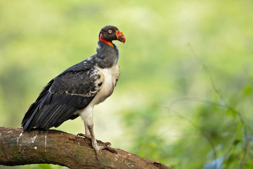 King vulture (Sarcoramphus papa) is a large bird found in Central and South America.