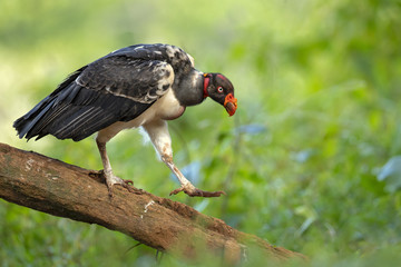 King vulture (Sarcoramphus papa) is a large bird found in Central and South America.