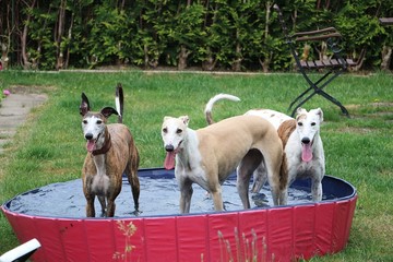 three beautiful galgos are standing in the pool in the garden