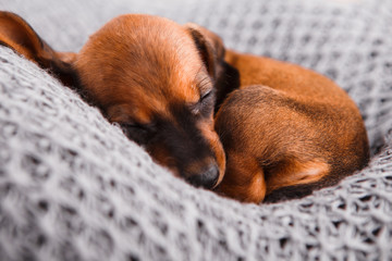 Dachshund puppy sleeping in her bed.