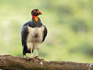 King vulture (Sarcoramphus papa) is a large bird found in Central and South America.