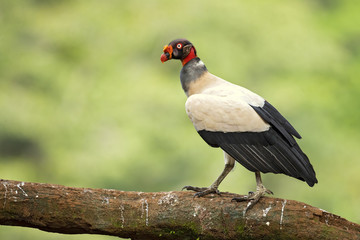 Obraz premium King vulture (Sarcoramphus papa) is a large bird found in Central and South America.