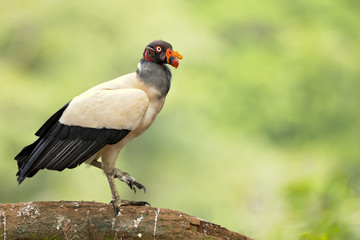 King vulture (Sarcoramphus papa) is a large bird found in Central and South America.