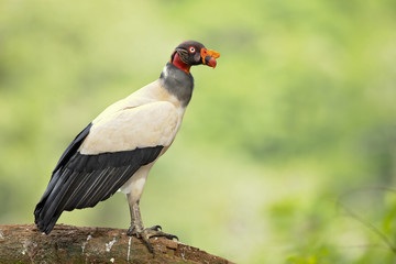 King vulture (Sarcoramphus papa) is a large bird found in Central and South America.