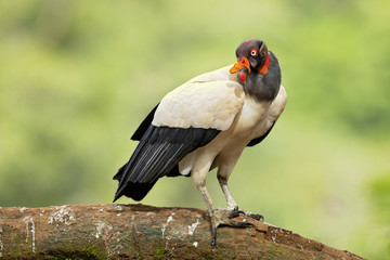 King vulture (Sarcoramphus papa) is a large bird found in Central and South America.