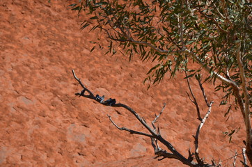 Australian outback tree
