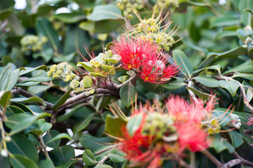 Red Tropical Flowers In The Garden. Pohutukawa.  Red pohutukawa flowers in bloom. New Zealand Christmas Tree.