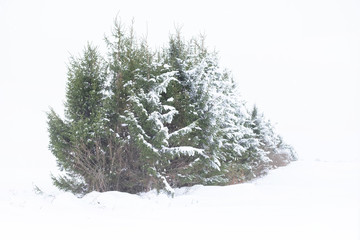 Snow covered trees in the field