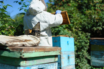 Beekeeper works in the summer apiary