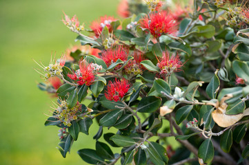 Red Tropical Flowers In The Garden. Pohutukawa.  Red pohutukawa flowers in bloom. New Zealand Christmas Tree.