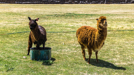 Two alpacas drink water in a meadow