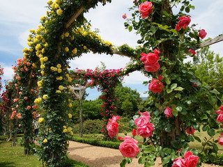 薔薇咲く初夏のガーデン