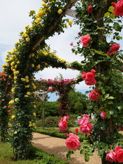 薔薇咲く初夏のガーデン